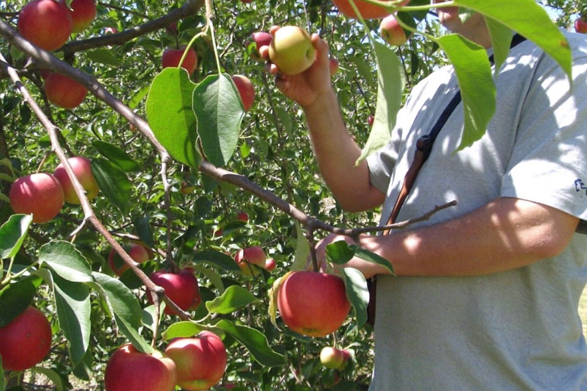 Zber jabĺk a hrušiek v Holandsku (m/ž) — Ovocná farma Dussen